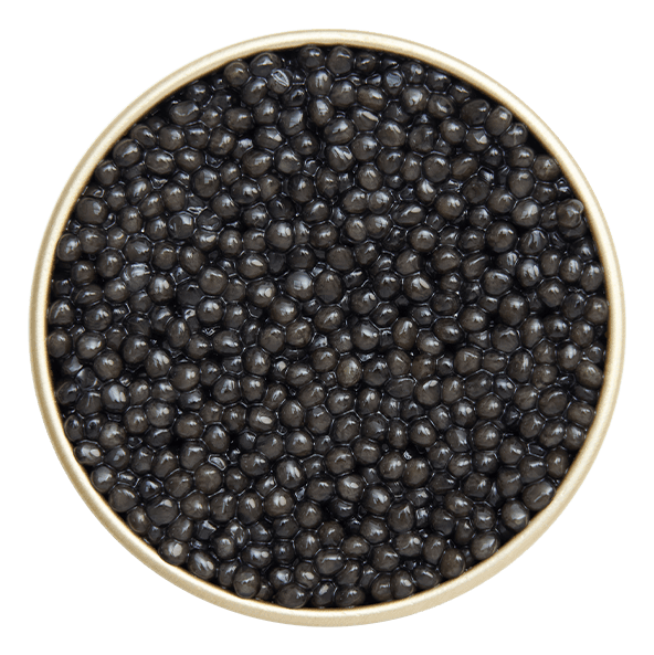 Ossetra Black - Matured Caviar