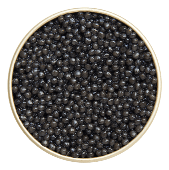 Osciètre Black