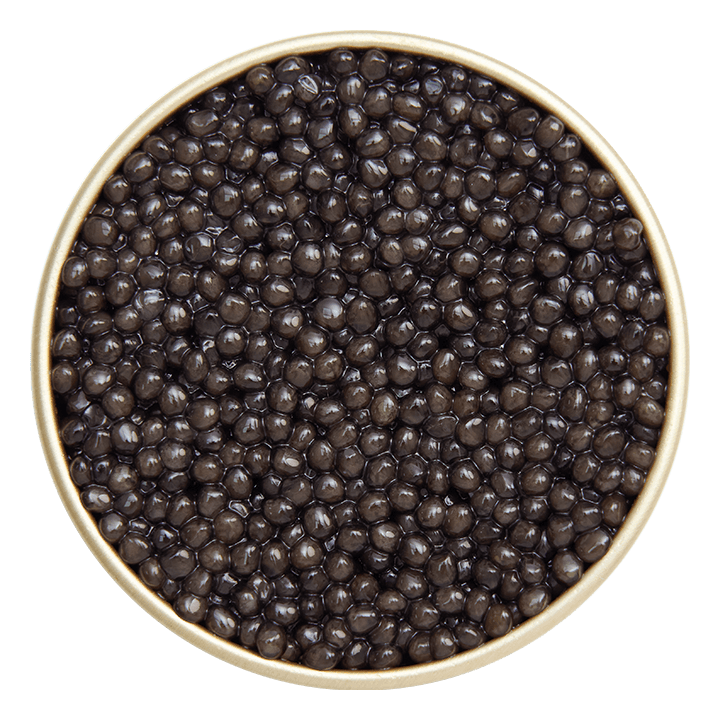 Osciètre Black
